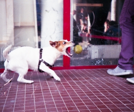 tableau chien 